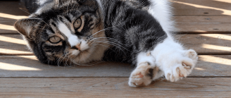 griffes du chat